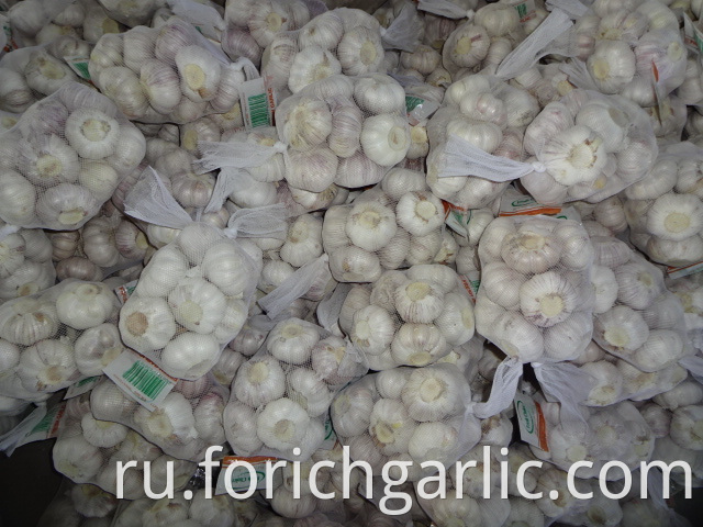 Fresh Of Normal White Garlic Crop 2019